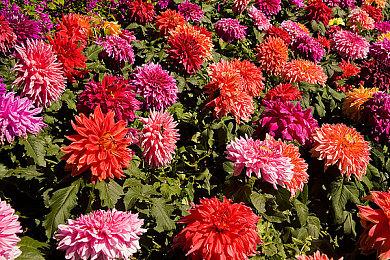 最便宜PC Game Pass优惠回归：14天会员仅需1美元