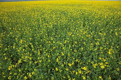 油管知名内容创作者Michael Tucker加盟《质量效应》团队